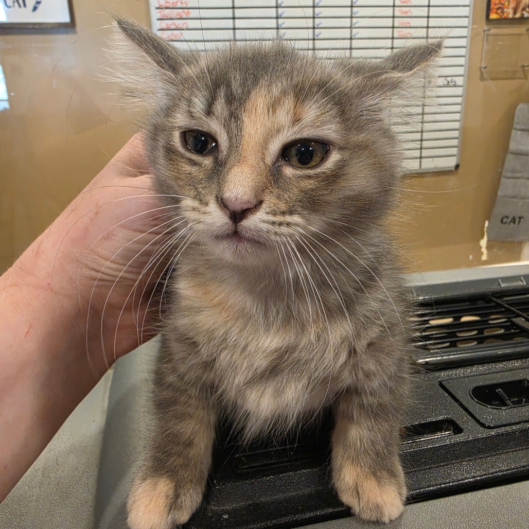 Shelter Stray Female Cat last seen , 825 W Jefferson St, Tipton, IN 46072, USA