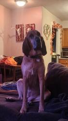 Reunited Female Dog last seen She was seen on the back side of Vogel past old lemay ferry, Arnold, MO 63010