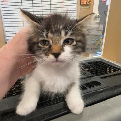 Shelter Stray Female Cat last seen , 825 W Jefferson St, Tipton, IN 46072, USA