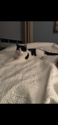 Lost Male Cat last seen Engelewood, Independence, MO 64052