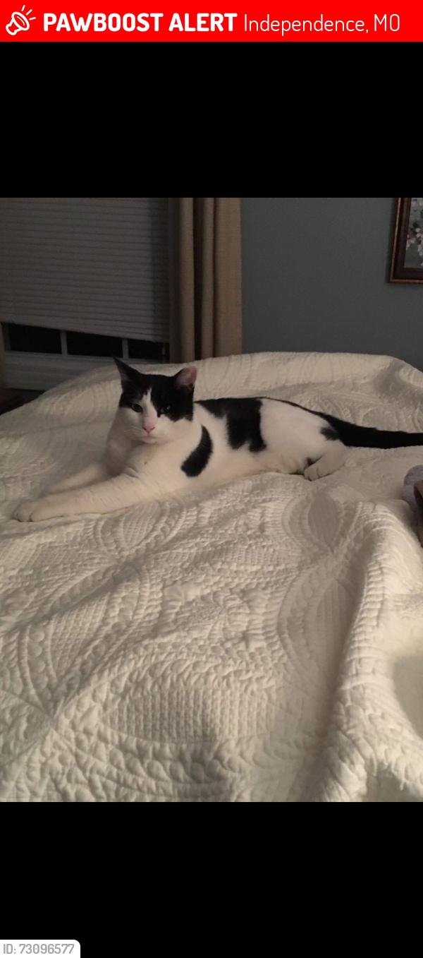 Lost Male Cat last seen Engelewood, Independence, MO 64052