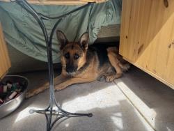 Found/Stray Unknown Dog last seen Mojave dr don Roberto rd Victorville, Victorville, CA 92394