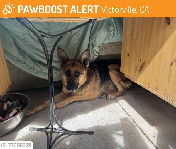 Found/Stray Unknown Dog last seen Mojave dr don Roberto rd Victorville, Victorville, CA 92394