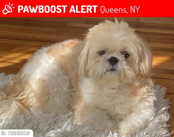 Lost Male Dog last seen 227-15 112th road queens village , Queens, NY 11429