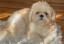 Lost Male Dog last seen 227-15 112th road queens village , Queens, NY 11429