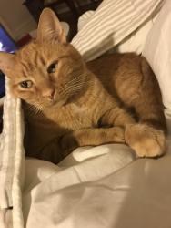 Reunited Male Cat last seen Near Main St NE, Conyers, GA 30012, USA, Conyers, GA 30012