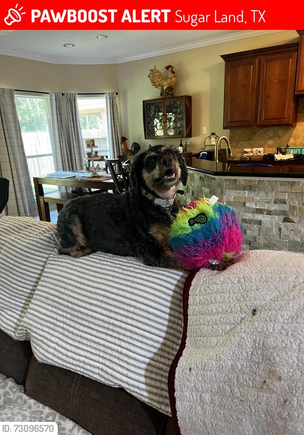 Lost Male Dog last seen Near ParkBrook Way Lane , Sugar Land, TX 77498