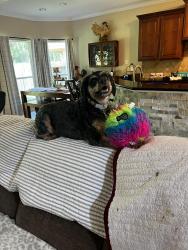 Lost Male Dog last seen Near ParkBrook Way Lane , Sugar Land, TX 77498
