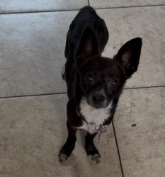 Reunited Female Dog last seen Tennyson road, Hayward, CA 94544