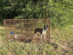 Found/Stray Female Dog last seen 14th Street and Tyndall Parkway, Panama City, FL 32404