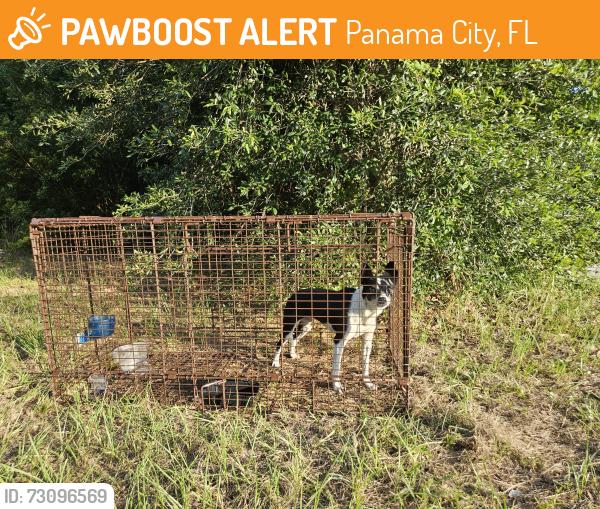 Found/Stray Female Dog last seen 14th Street and Tyndall Parkway, Panama City, FL 32404