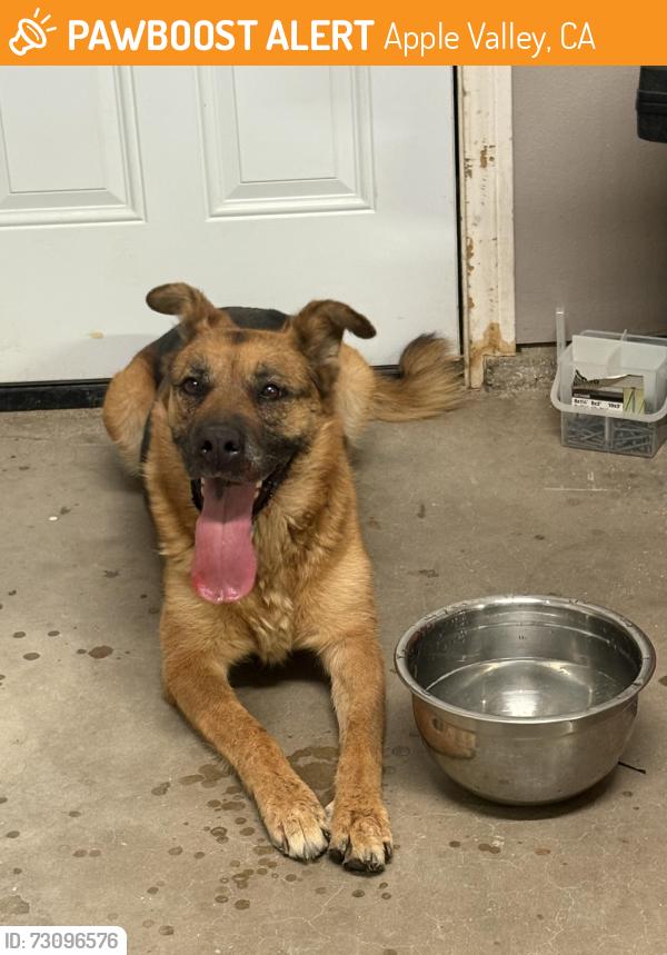 Found/Stray Female Dog last seen Symeron and cocqui rd, Apple Valley, CA 92307