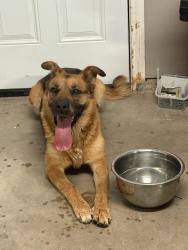 Found/Stray Female Dog last seen Symeron and cocqui rd, Apple Valley, CA 92307