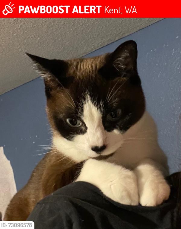 Lost Female Cat last seen Near 118th Place SE, Kent WA 98030, Kent, WA 98030