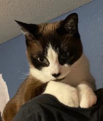 Lost Female Cat last seen Near 118th Place SE, Kent WA 98030, Kent, WA 98030