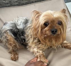 Reunited Female Dog last seen Hamden middle school area, Hamden library, Hamden, CT 06518