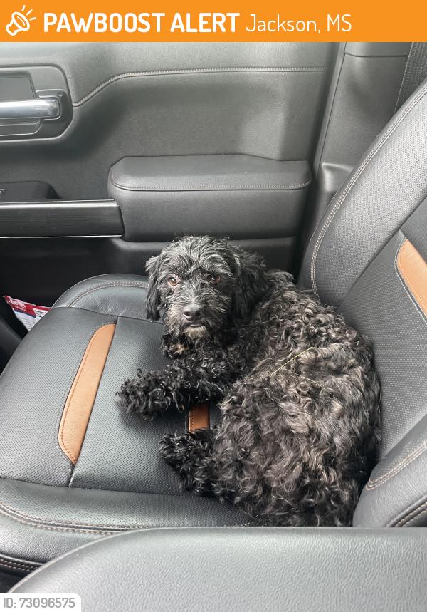Found/Stray Male Dog last seen On Hwy 80 almost to Clinton running chasing a car, Jackson, MS 39209