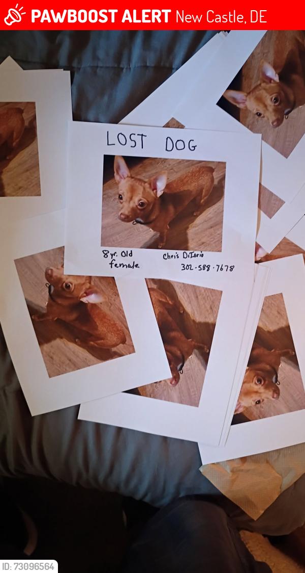 Lost Female Dog last seen Basin Rd, New Castle, DE 19720