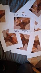 Lost Female Dog last seen Basin Rd, New Castle, DE 19720
