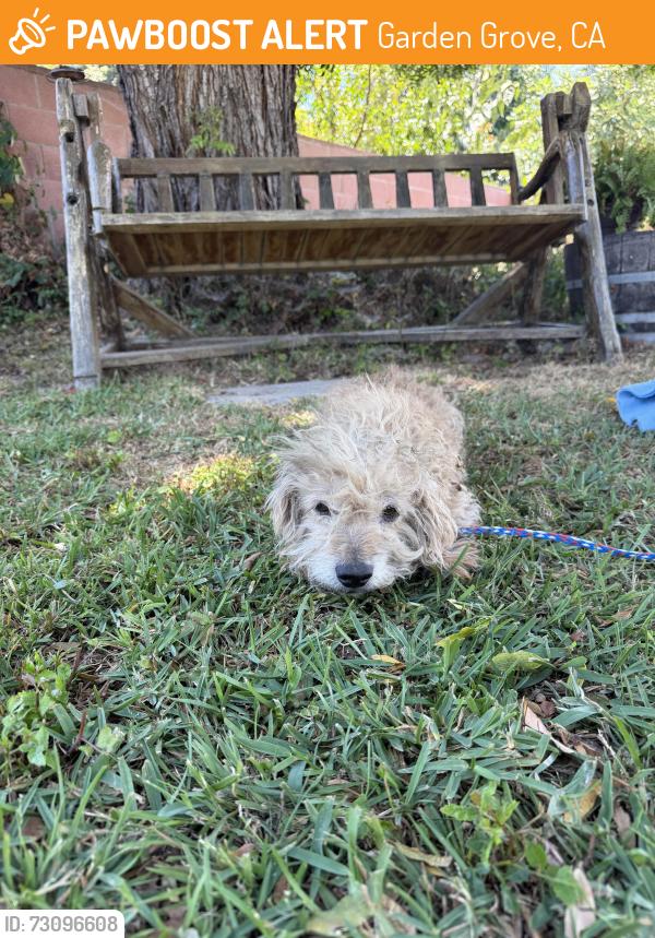 Found/Stray Male Dog last seen 9th and Stanford, Garden Grove, CA 92840