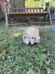 Found/Stray Male Dog last seen 9th and Stanford, Garden Grove, CA 92840