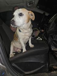 Found/Stray Male Dog last seen Southfield and Joy rd, Detroit, MI 48228