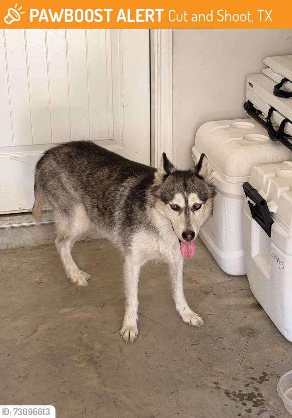 Found/Stray Female Dog last seen Lakewood Dr and 1485, Cut and Shoot, TX 77306