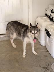 Found/Stray Female Dog last seen Lakewood Dr and 1485, Cut and Shoot, TX 77306