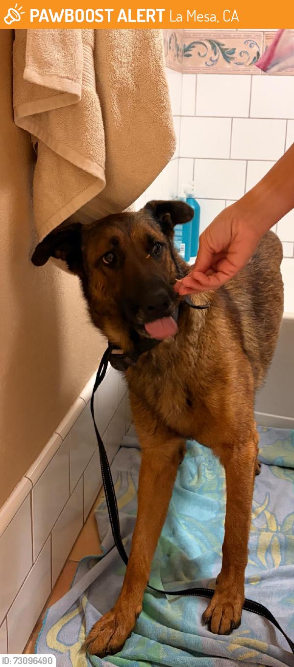 Found/Stray Male Dog last seen severin & amaya, La Mesa, CA 91944