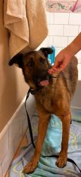 Found/Stray Male Dog last seen severin & amaya, La Mesa, CA 91944