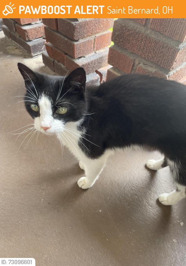 Found/Stray Unknown Cat last seen Delmar Avenue, Saint Bernard, OH 45217