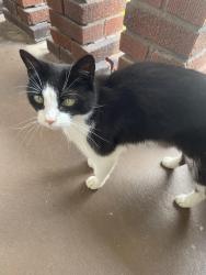 Found/Stray Unknown Cat last seen Delmar Avenue, Saint Bernard, OH 45217