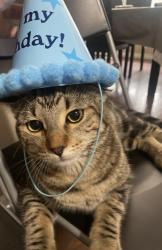Lost Male Cat last seen Near applevillage court soith east, Calgary, AB T2A 7Z7