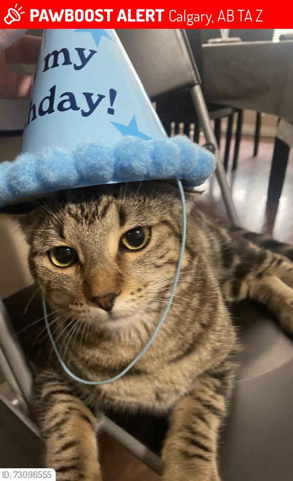 Lost Male Cat last seen Near applevillage court soith east, Calgary, AB T2A 7Z7