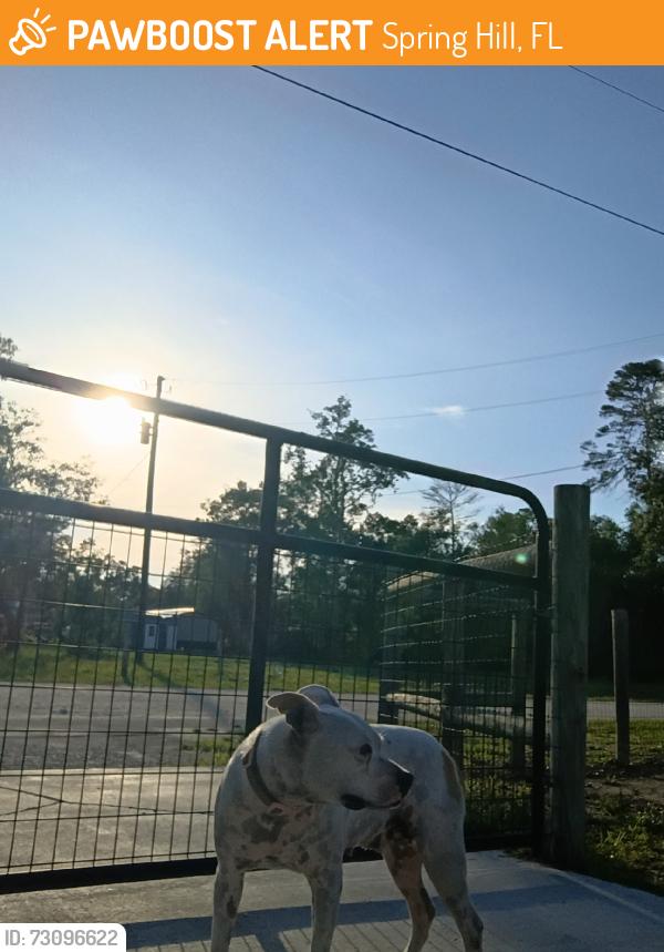 Found/Stray Female Dog last seen California street, Spring Hill, FL 34604