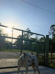 Found/Stray Female Dog last seen California street, Spring Hill, FL 34604