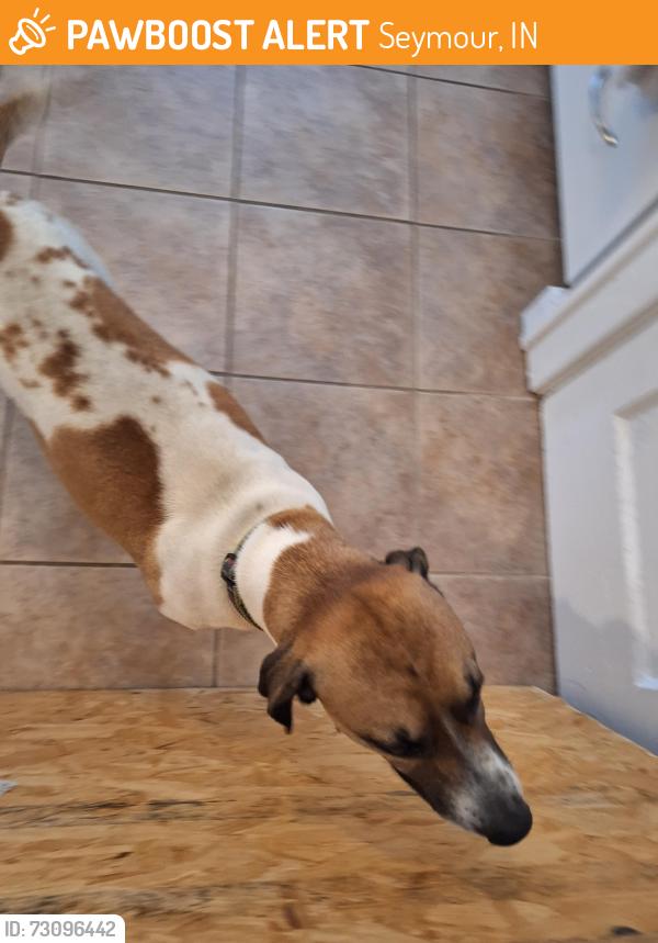 Found/Stray Male Dog last seen W 7th Street, Seymour, IN 47274