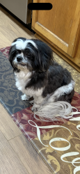 Lost Female Dog last seen Wintergreen rd & est ln, DeSoto, TX 75115