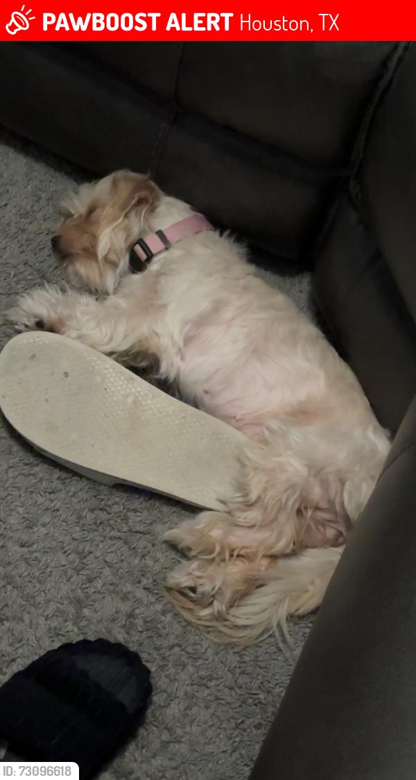 Lost Female Dog last seen Grand Oaks, Houston, TX 77015