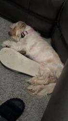 Lost Female Dog last seen Grand Oaks, Houston, TX 77015