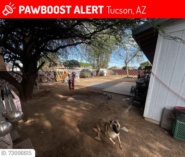 Lost Female Dog last seen Wilmot/22nd, Tucson, AZ 85711