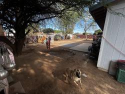 Lost Female Dog last seen Wilmot/22nd, Tucson, AZ 85711