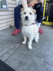 Reunited Male Dog last seen 35th and Asotin, Tacoma, Tacoma, WA 98418