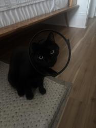 Reunited Male Cat last seen 22nd and Hoyt, Portland, OR 97210