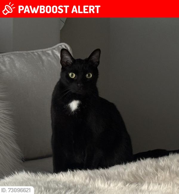 Lost Male Cat last seen Parkwood neighborhood off Clark state road in New Albany , Jefferson Township, OH 43054