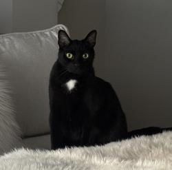 Lost Male Cat last seen Parkwood neighborhood off Clark state road in New Albany , Jefferson Township, OH 43054