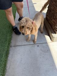 Found/Stray Female Dog last seen By Manzano Mesa pickleball court, Albuquerque, NM 87123