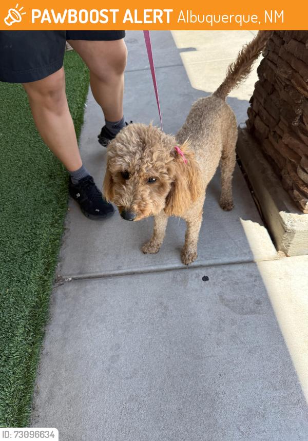 Found/Stray Female Dog last seen By Manzano Mesa pickleball court, Albuquerque, NM 87123