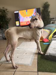 Reunited Female Dog last seen Near saffron drive , Orlando, FL 32837