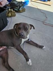 Found/Stray Male Dog last seen Chinotto lane, Riverside, CA 92508